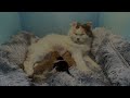 Pregnant cat Mochiyuki gives birth to 3 kittens||妊娠中の猫もちゆきさんが子猫3匹を出産|임신한 고양이 모치유키가 새끼 고양이 3마리를 낳았습니다