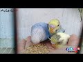🐦 Young parakeets day by day 🐦 Breeding of Australian parakeets