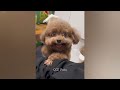 You Laugh You Lose😹Funniest Dogs and Cats 2024😻🐶