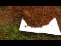 Fire Ant Mound FURY