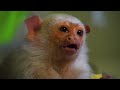 Monkeys & Apes | A Lot Like Us