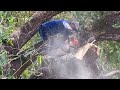 Incredible‼️ The fastest skill cut down a huge tree.