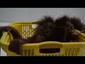 Baby Orangutan Bedtime at the BOS Nyaru Menteng Baby House