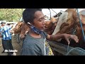 Harga LEBIH MURAH Dari Magelang-Semarang-Yogyakarta Kualitas Sapi Bakalan Wonogiri RECOMMENDED