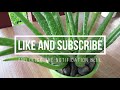 How To Make Aloe Vera Leaves Grow Upward