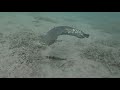 Podvodni snimak Soma/Catfish underwater video - Savsko jezero, Belgrade 💙🐠🎣#catfish #underwater #