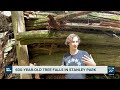 600-year-old tree falls in Stanley Park