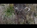White-tailed Deer - Buck (1/3)