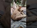 @arindamray1985 KITTEN VIDEO