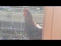 47lb Rooster (Official Video)