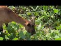 'Powder Springs' GOAT Talent' ... for Eating Kudzu