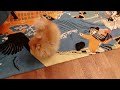 Mini Pomeranian meets the owners