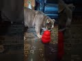 Pretty English Bulldog delighted playing with her toy kong treats with big barks eats treats - cute