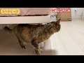 【引越し】犬１匹と猫３匹＋実家の猫１匹の引越し当日の様子です。引越す理由は‥‥認知症？　猫好きで介護されてる方ご覧下さい😊