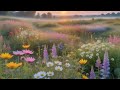 Early Morning Sleep In Flower Field | Nature Sounds While Walking For Sleep, Study, Relax, Insomnia