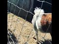Baby horse thinks she’s a goat!!!
