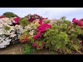 [Tatebayashi Azalea Festival] The world's best azalea garden with 10,000 blooming azaleas 2024