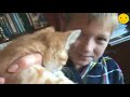 Говорящие коты, приколы с котами очень смешное видео