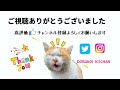 元野良猫オス同士　初めて会わせてみたらこんな事に