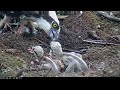 Live Fish Fed To Osprey Chicks On Wet Day In Savannah, GA – April 23, 2018