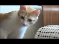 Mom cat with 4 meowing kittens (no added music - pure cuteness)