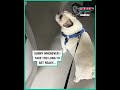 World's Loudest Dog 📣Click Link in Description