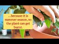 28.How to grow parijat plant|Night blooming Jasmine|Harshringar plant care in summer #garden