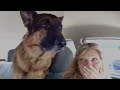German Shepherd dog suddenly realizes he is at the vet🤣 Funny Dog's Reaction