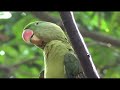 Raw Parrot Whistling and talking training 1