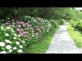 あじさい街道・香南市野市町 父養寺・西佐古 Hydrangea Walkway 2011