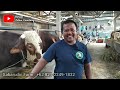 THE BIGGEST GIANT COW COLLECTOR IN INDONESIA