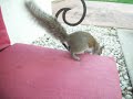 Squirrel Video #1