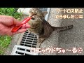【ワレニャン】夏に猫が行う暑さ対策そして喉の渇きにはちゅ～る How cats deal with the summer heat and Churu for thirst