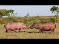 Pink #Hippopotamus Stand-Off