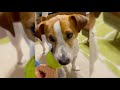 New Jack Russell Videos | Jack Russell Terrier Compilation