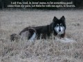 Will I See My Dog in Heaven, God?