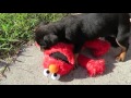 Puppy ATTACKS Kermit the Frog and Elmo!