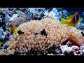 Aquarium 4K VIDEO (ULTRA HD) 🐠 Beautiful Coral Reef Fish - Relaxing Sleep Meditation Music #76