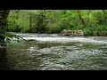 Relaxing River Water Flowing Sounds with Birds Chirping