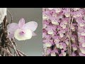 Dendrobium aphyllum Fertilizer & Supplements Complete Guide | Mounts & Pots #ninjaorchids