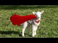 Super Lamb