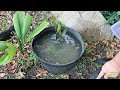 How to Setup a Cheap Pond for your Blue-eye Nano Fish or Frogs, Create a Little Ecosystem