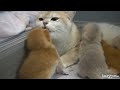 Mom cat hug tightly baby kitten, She loves her sweet pies so much