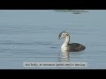 Great-crested Grebes - Full Breeding Cycle