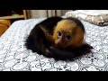 Kong: El Mono Capuchino de mi Abuelo