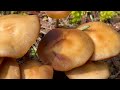 Mushroom Foraging in Mid April - Burn Morels, Early Spring Morels, Funeral Bells & More!