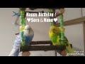 祝1歳！成長記録/セキセイインコ