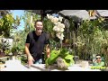 Repotting educational fun episode filled with orchid care tips, plus bat flower plant repotting