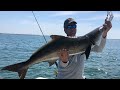 Fishing Trophy Cobia in Cape Charles Virginia  Part 2