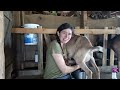 Milking Lamancha Goats By Hand